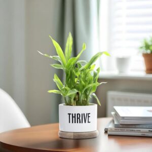 Ceramic Table Top & Floor Planter | Indoor & Outdoor Flower Pot | Peach | 5.5 Inch Pot