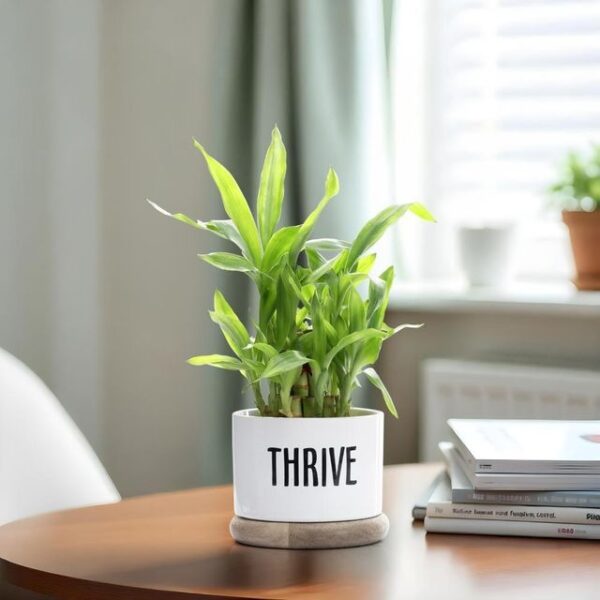 Ceramic Table Top & Floor Planter | Indoor & Outdoor Flower Pot | Peach | 5.5 Inch Pot
